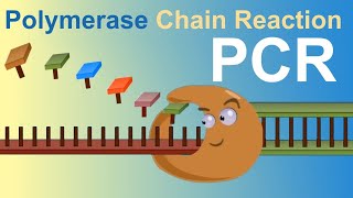 PCR  Polymerase Chain Reaction IQOGCSIC [upl. by Zarihs]