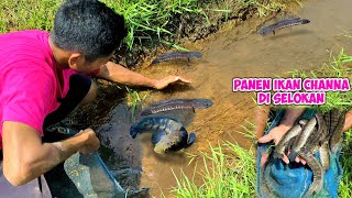 panen ikan channa striata di selokan tengah sawah [upl. by Melody]