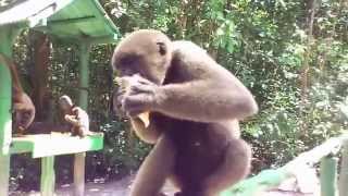 Alouatta ﾎｴｻﾞﾙ in Amazon Ecopark on 2014418 [upl. by Nannah133]