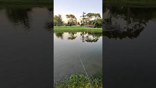 GOLF COURSE BASS FISHING [upl. by Wootan]