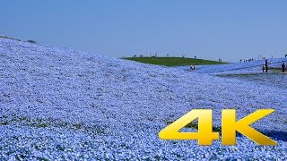 Hitachi Seaside Park  Nemophila Harmony  Ibaraki  ひたち海浜公園  4K Ultra HD [upl. by Eelyr]