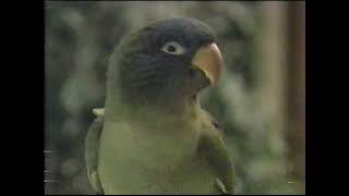 quotPauliequot VHS release commercial 1998 [upl. by Leeland]