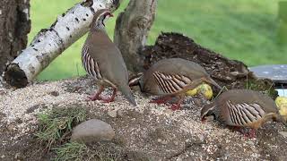 Red Legged Partridge [upl. by Anolahs]