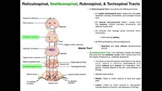 Other Motor Tracts Part 1  Reticulospinal amp Vestibuospinal Tracts [upl. by Tifanie]