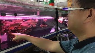 LIOW VIDEO BUYING RED AROWANA FISH 选龙鱼 [upl. by Sutit]