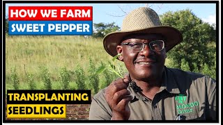 Vegetable Farming in Zambia Transplanting Pepper Seedlings [upl. by Cadell]