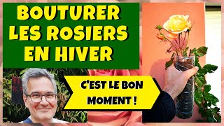 Bouturer le rosier en hiver en bouteille plastique [upl. by Ahsihat]