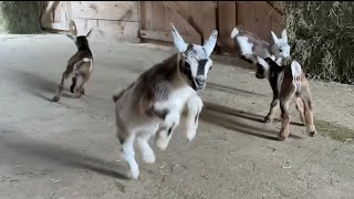 The slow motion baby goat video you didn’t know you need… But do [upl. by Apgar843]