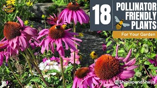 18 Pollinator Plants To Grow 🌼🐝 [upl. by Tevlev]