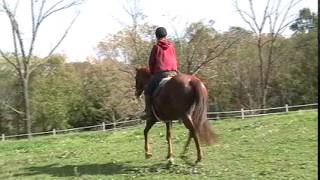 Romneya 2005 Oldenburg mare under saddle first year [upl. by Seiden]