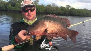 Mangrove Jack fishing Queensland Sunshine Coast [upl. by Herrera]