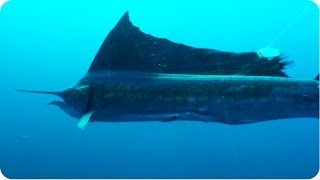 Sailfish ATTACKS Diver  Underwater Frenzy [upl. by Mccourt]