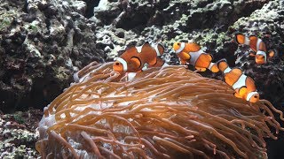 Clownfische TropenAquarium Hagenbeck März 2018 4K [upl. by Langsdon492]