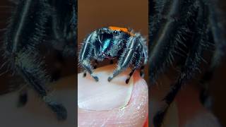 Unbelievable Bond My Super Friendly Spider apachejumpingspider [upl. by Yuille]