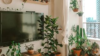 12 Plantas Lindas Para Sua Sala  maneiras de decorar com naturalidade e frescor [upl. by Iglesias715]