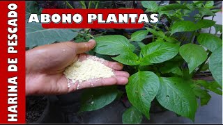 APRENDE A USAR LA HARINA DE PESCADO COMO ABONO PARA PLANTAS [upl. by Ahseikan]