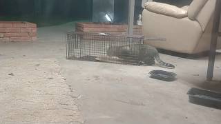 TNR  Trapping a wild feral cat 🐈 Crazy Freak Out  Part 1 [upl. by Bartolome]