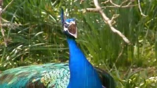 Peacocks Dance Best in the Rain [upl. by Falconer]