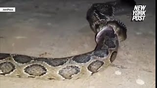 WATCH Cannibal cobra devours Burmese python whole in rare wild footage [upl. by Erny]