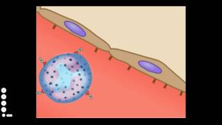 The Basic Inflammatory Response [upl. by Janel]