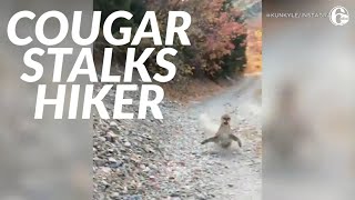 Viral video shows cougar stalking Utah hiker in terrifying 6minute encounter [upl. by Annaek]