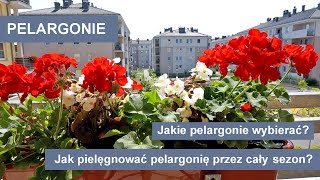 Pelargonie  Jak uprawiać pelargonie przez cały sezon Kwiaty na balkon i taras [upl. by Iadam]