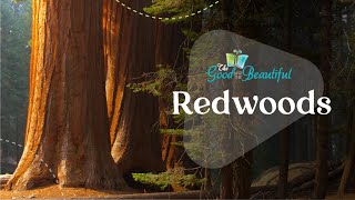 Fun Facts About Redwood Trees  Botany  The Good and the Beautiful [upl. by Aret]