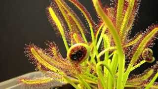 Drosera Capensis time lapse eating a fly HD with a surprise [upl. by Heathcote]