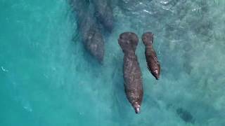 Florida Travel Underwater Adventures with a Florida Local [upl. by Tips]