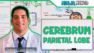 Neurology  Cerebrum Parietal Lobe Anatomy amp Function [upl. by Noseimaj]