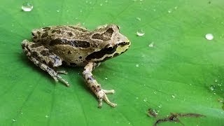 Frog Pond  Build a Pond for Frogs  Part 1 [upl. by Aninep]