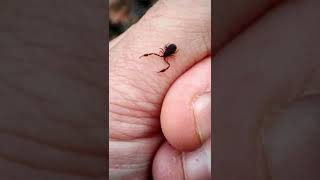 Ever seen a Pseudoscorpion shorts [upl. by Ferriter541]