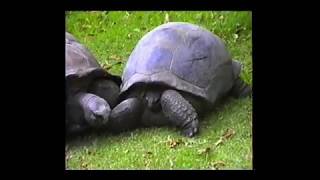 Video 1989 Disc 12a 24 26 Dec Sydney Taronga Park Zoo [upl. by Hodges]