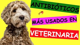 COMO EU USO PROBIÓTICO EM CASOS DE DIARRÉIAS EM CÃES E GATOS [upl. by Anilat]