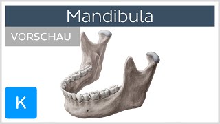 Mandibula Aufbau und Funktion  Kenhub [upl. by Meares792]