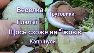 За грибами Багато Веселки Трутовики Плютеї Капринуси Щось схоже на quotЇжовик Гериційquot [upl. by Ashatan]