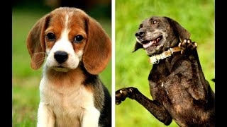 All Hound Dog Breeds List A  Z [upl. by Kapor]