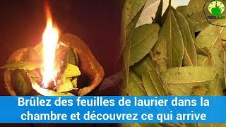 Brûlez des feuilles de laurier dans la chambre et découvrez ce qui arrivevidéosanté c0ns3ils [upl. by Aitnic]