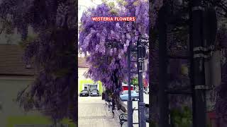 WISTERIA FLOWERS BLOOMING flowers garden gardening nature ytshortsvideo shortvideo shorts [upl. by Adalia8]