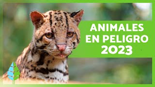 ANIMALES en PELIGRO de EXTINCIÓN 2023 🦏⚠️ Top 10 [upl. by Agnesse]