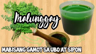 MALUNGGAY MABISANG GAMOT SA SIPON AT UBO  A mother of 2 vlogs [upl. by Haronid]