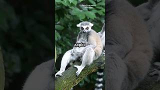 quotLemurs Madagascar ke Superstars 😍  Amazing Factsquot  shorts trending viral science facts [upl. by Woolcott808]