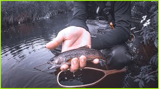 CRAZY hungry TROUT  FLY FISHING for TROUT IN JULY [upl. by Kinata]