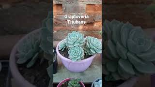 graptoveria titubans [upl. by Ib]