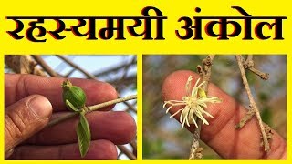 अंकोल पहचान और फायदे │ Intro amp Benefits of Alangium Salvifolium By Vishal Sathye [upl. by Neerehs]