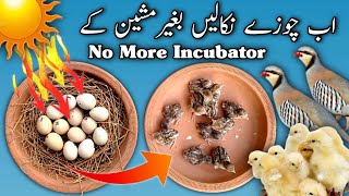 Incubate Eggs without Incubator  Hatching without Incubator  No more incubator  Sunlight Hatching [upl. by Nageem]