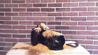 Nikon D3 Violent Food TEST [upl. by Nerrol]