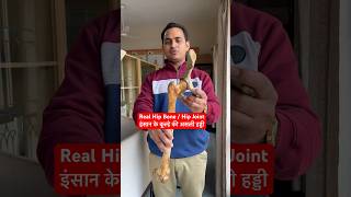 Human Real Hip Bone  Hip Joint इंसान के कूल्हे की असली हड्डी कैसी होती है viral trending shorts [upl. by Leval]