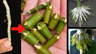 How to propagate orchids from withered stems that revive quickly [upl. by Barnabe756]