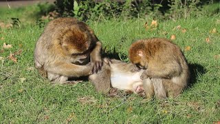 These Monkeys Groom Each Other Constantly │ Woburn Safari Park [upl. by Redna]